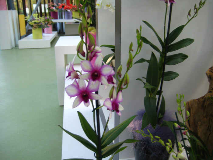 23.03.2012 o zi de vis 275 - Expozitie de orhidee Keukenhof 2012