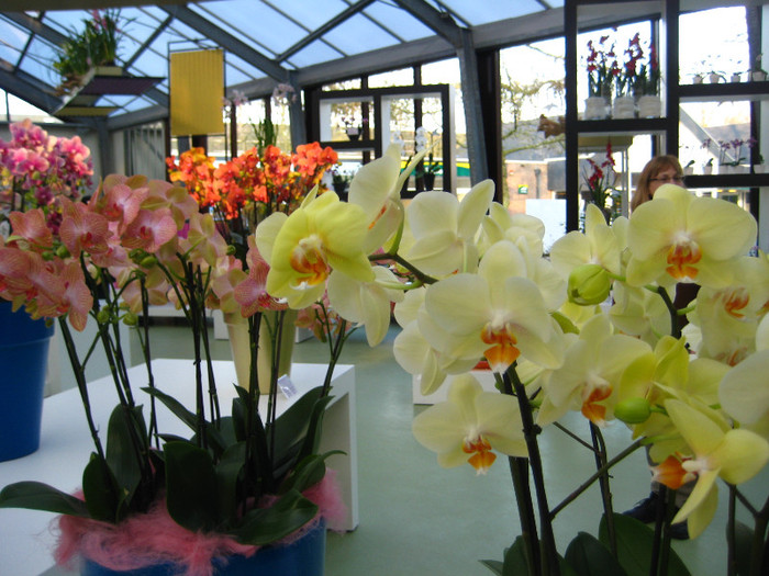 23.03.2012 o zi de vis 278 - Expozitie de orhidee Keukenhof 2012