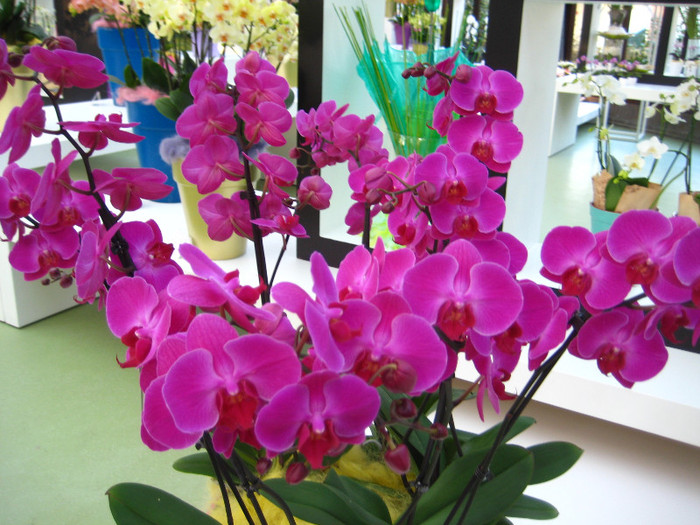 23.03.2012 o zi de vis 279 - Expozitie de orhidee Keukenhof 2012