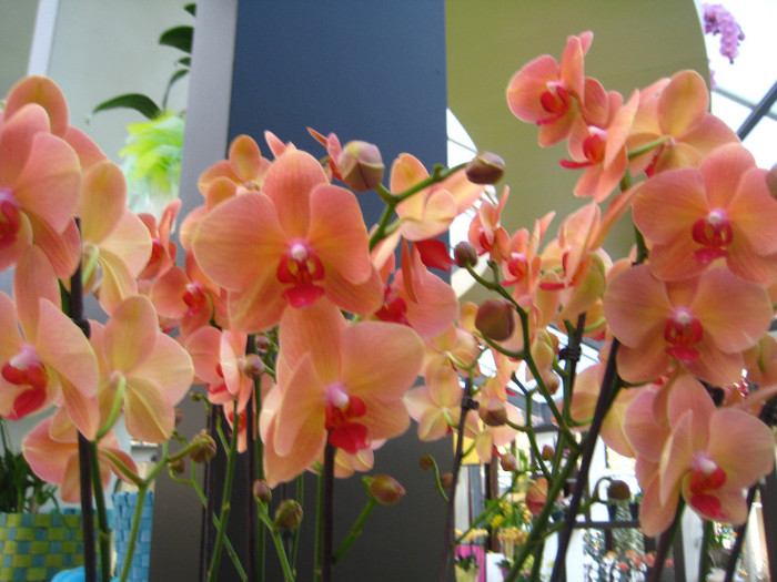 23.03.2012 o zi de vis 280 - Expozitie de orhidee Keukenhof 2012