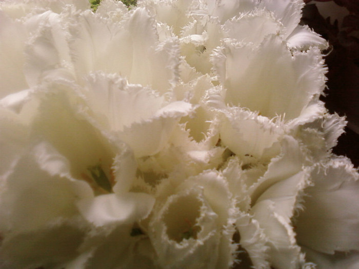 buchet de lalele - Foto