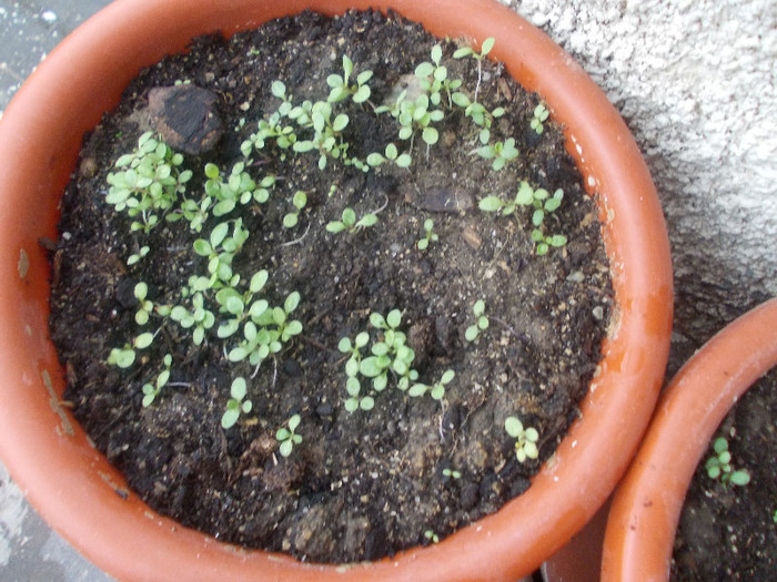 PASTE 2012 025 - 60-RASADURI SI INRADACINARI 2011-2012