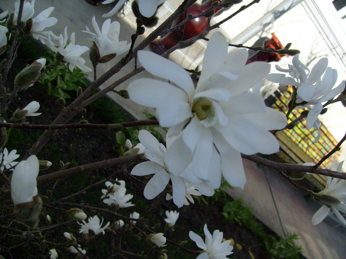 magnolia stellata-2013; prima magnolie care infloreste
