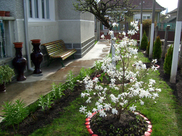 magnolia stellata-2012