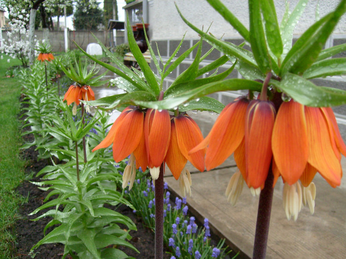 Frittilaria Imperialis Aurora; laleaua imparatului- e de VIS !
