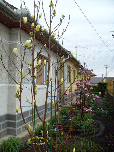 magnoliile din fata casei-2012; M.Yellow river,M.Genie,M.Soulangiana Rustica Rubra
