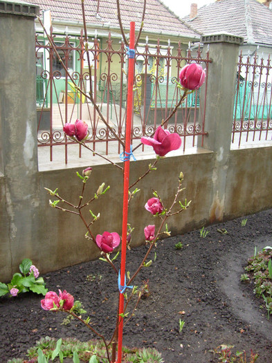 Magnolia Genie-2012; e un soi remontant, si face flori de mica...aici are 4 ani...e sublima!

