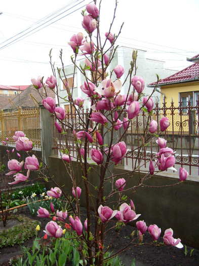 M.Soulangiana Rustica Rubra-2012 - Magnolia SOULANGIANA RUSTICA RUBRA -evolutie 2009