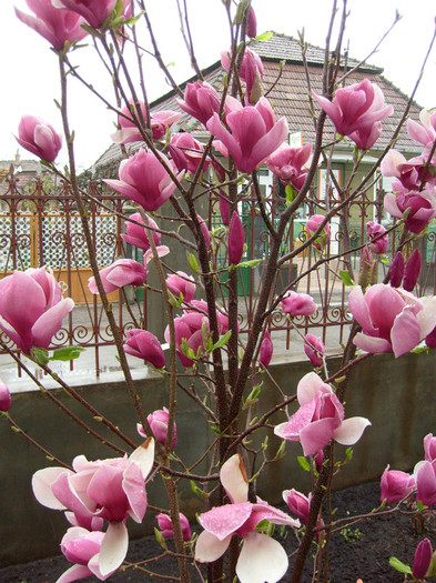 M.Soulangiana Rustica Rubra-2012; magnolia cu cele mai mari flori...si foarte parfumate!
