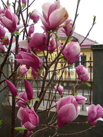 M.Soulangiana Rustica Rubra-2012; magnolia cu cele mai mari si mai parfumate flori!
