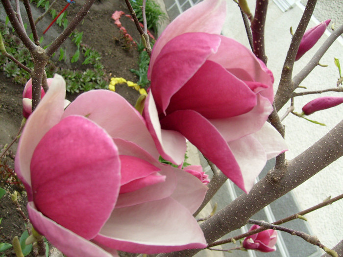 M.Soulangiana Rustica Rubra-2012; flori uriase de magnolie!!!
