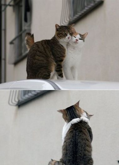 cat-couple