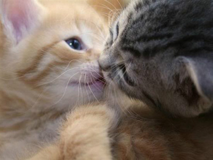 Gatos-enamorados