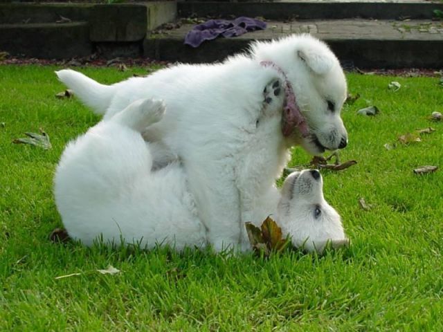 perros-enamorados-640x640x80