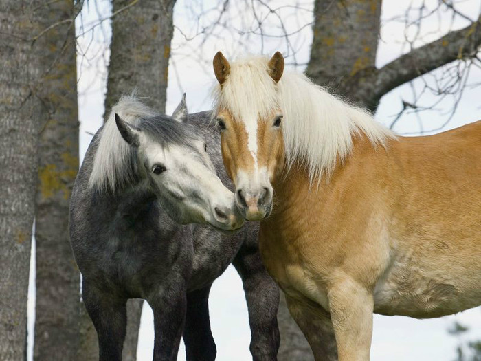 Caballos Enamorados_800