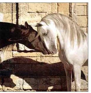 caballos_enamorados_99697_t0