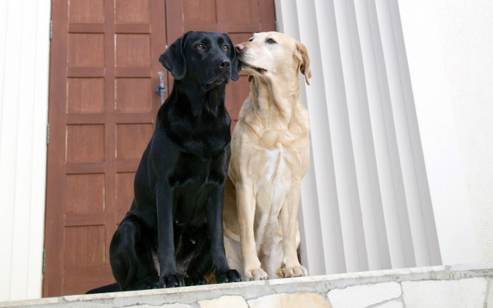 dogs-couple-dogs-783533
