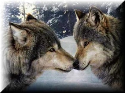 Lobos enamorados