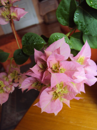 pagoda pink - Bougainvillea- un nou sezon