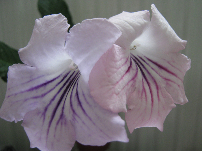  - streptocarpus DS Alexandrit- Dimetris