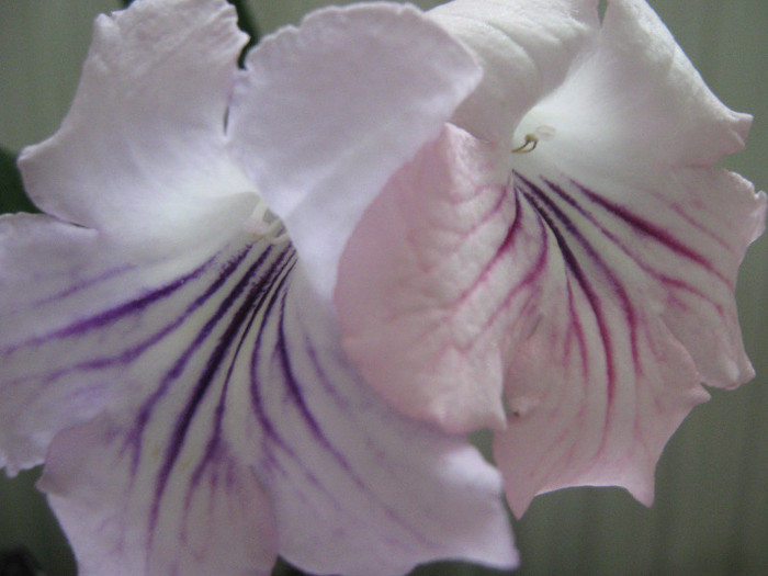  - streptocarpus DS Alexandrit- Dimetris