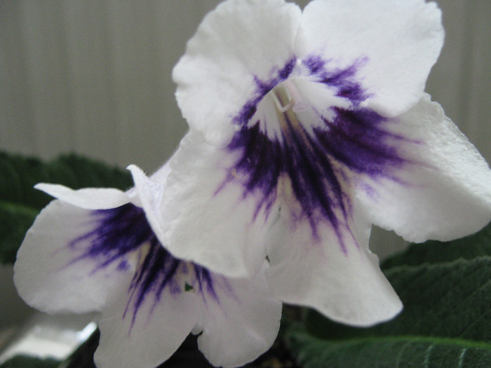  - streptocarpus DS Epatazh -Dimetris