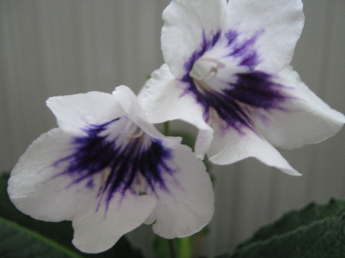  - streptocarpus DS Epatazh -Dimetris