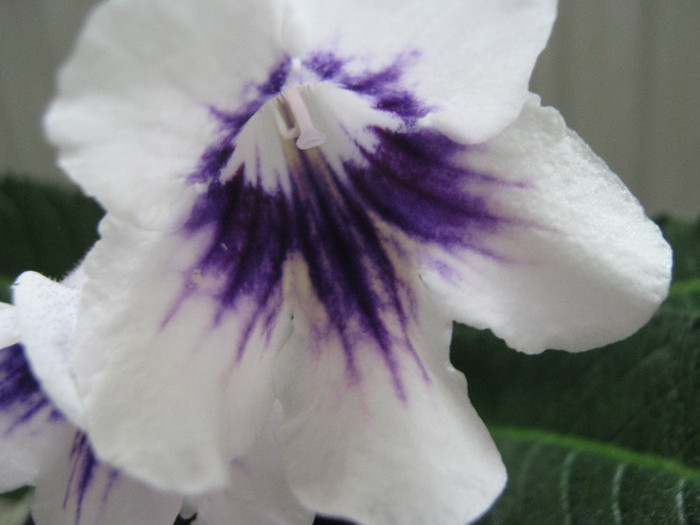  - streptocarpus DS Epatazh -Dimetris