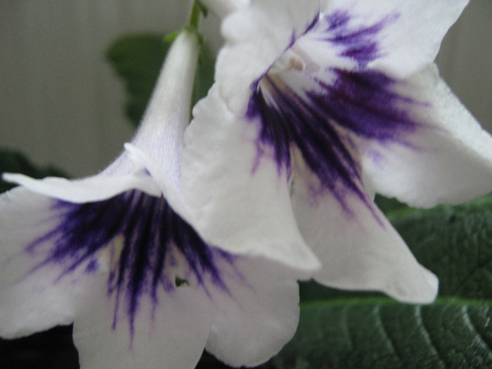  - streptocarpus DS Epatazh -Dimetris