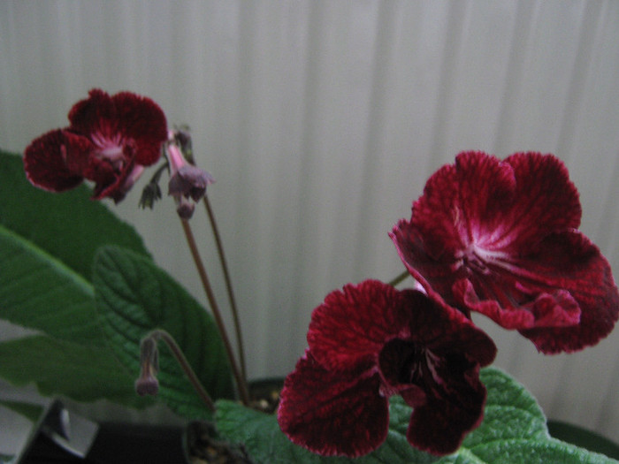  - streptocarpus DS Ognivo- Dimetris