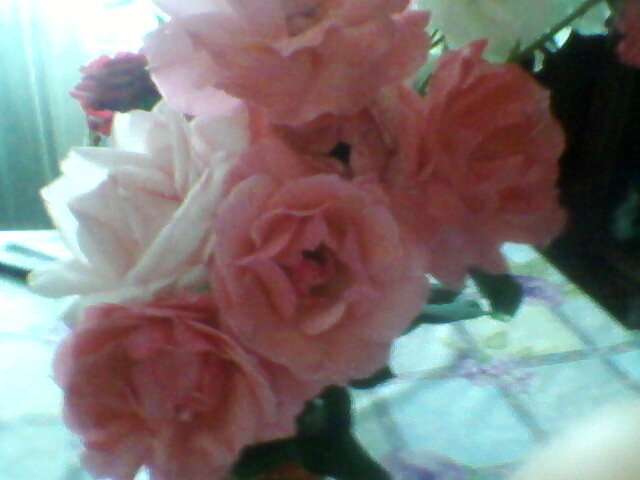 3 trandafiri