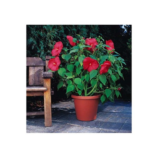 red1-thickbox - HIBISCUS MOSCHEUTOS