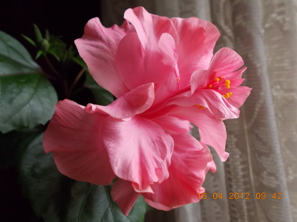 DSCN0215_resize - flori diverse