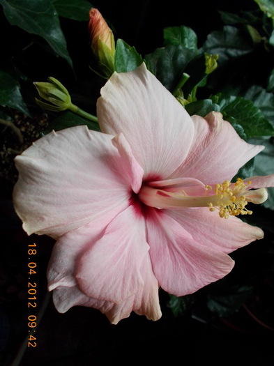 DSCN0214_resize - flori diverse