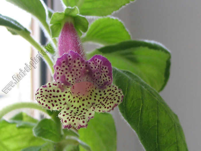 NEW - Kohleria Lemon Demon; 2012
