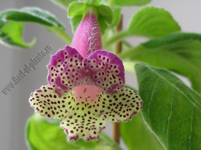 NEW - Kohleria Lemon Demon; 2012
