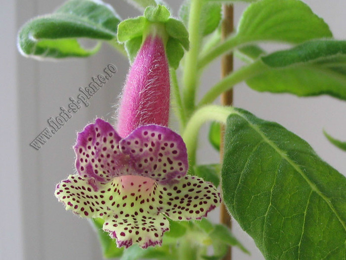 NEW - Kohleria Lemon Demon; 2012
