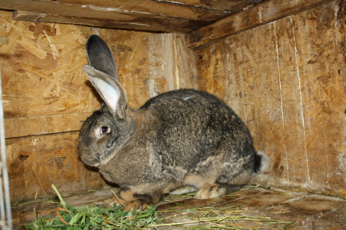 femela nr 2 -10 luni