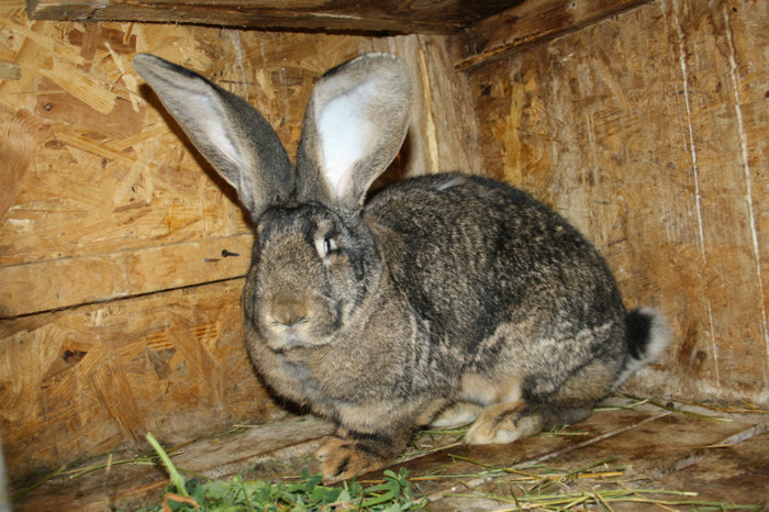 femela nr 2- 1o luni