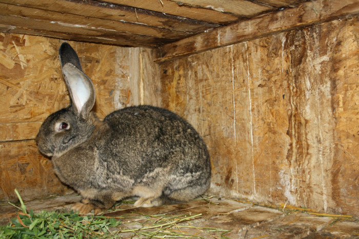 femela nr. 2-10 luni