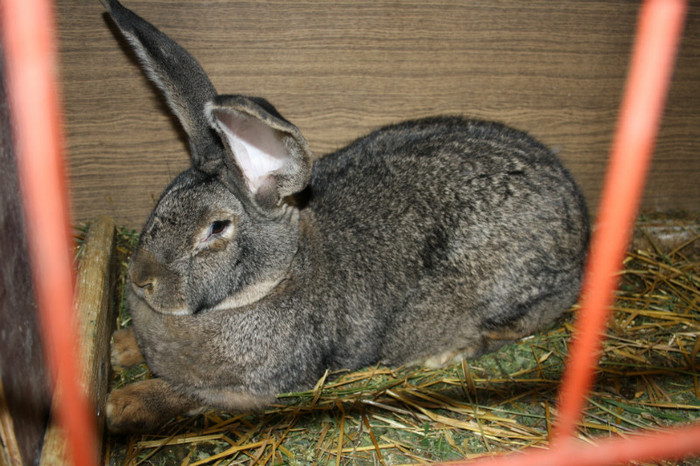 femela  nr.3-13 luni