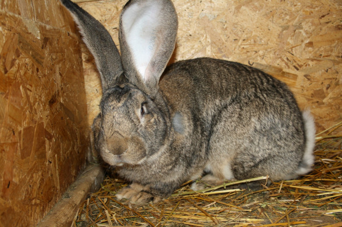 mascul nr 1-12 luni 8.6 Kg