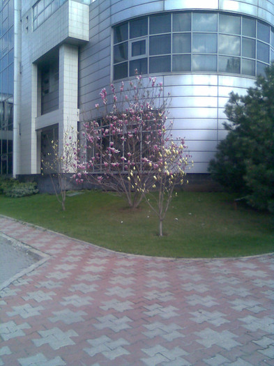 Magnolii langa Parcul Carol - 4000 Vazut _ placut_ postat