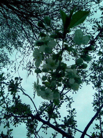 16.04.2012 flori de visin - PRIMAVARA