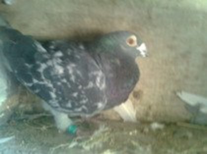 Gutu; porumbelul acesta lam pierdut  anul acesta (2012) la un zbor de pregatitre masculul este din 2005 in
