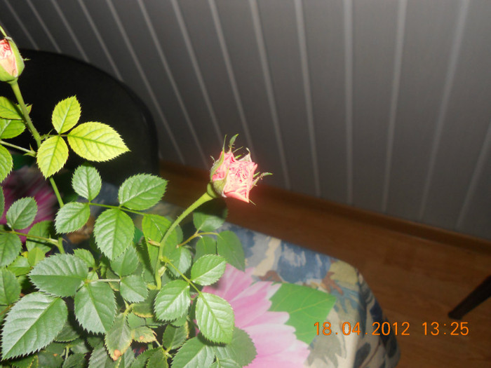 DSCN0488
