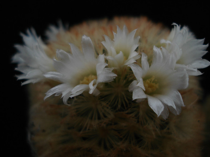 Mammillaria carmenae "rubrispina"