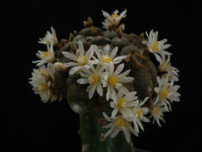 Blosfeldia liliputana