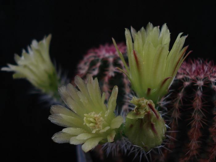 DSC09048 - Cactusi 2011