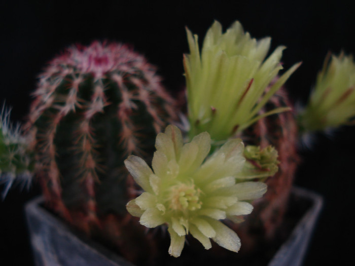 DSC09050 - Cactusi 2011